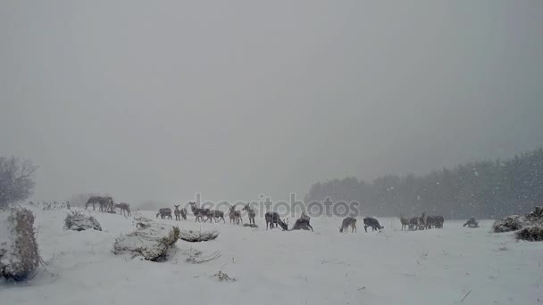 Ciervos huyendo en invierno — Vídeos de Stock