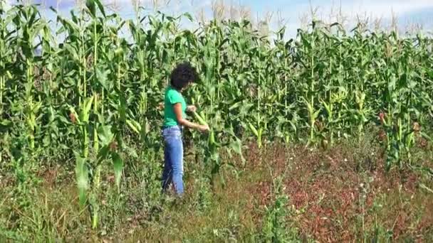 Γυναίκα Γεωργός Picking Ώριμα Καλαμπόκι Για Καλαμπόκι Στην Καλλιεργημένη Γεωργικό — Αρχείο Βίντεο