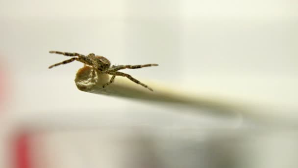 Nahaufnahme Einer Spinne Die Holzstab Entlang Kriecht — Stockvideo