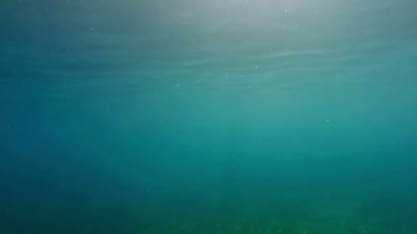 Człowiek Fajka Pływanie Pod Wodą Wideo Uhd — Wideo stockowe