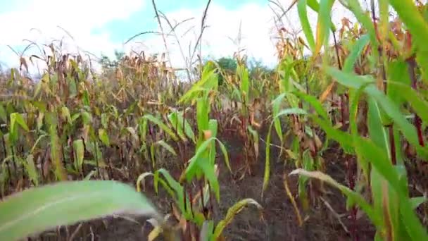Stały Spacery Wzdłuż Ścieżki Między Wierszami Świeżej Zielonej Kukurydzy — Wideo stockowe