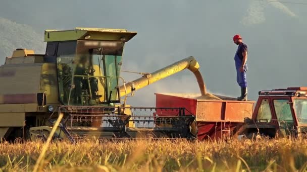 Συγκομιδή Καλαμποκιού Ρυζιού Είναι Μεταφερθεί Ένα Τρακτέρ Πυροβολούν Sony — Αρχείο Βίντεο