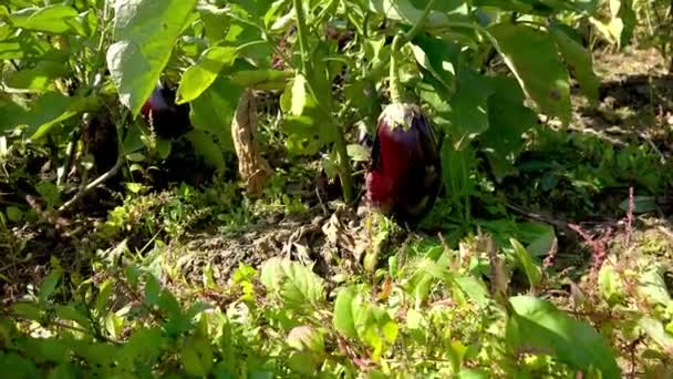女性手在田间收割茄子 — 图库视频影像