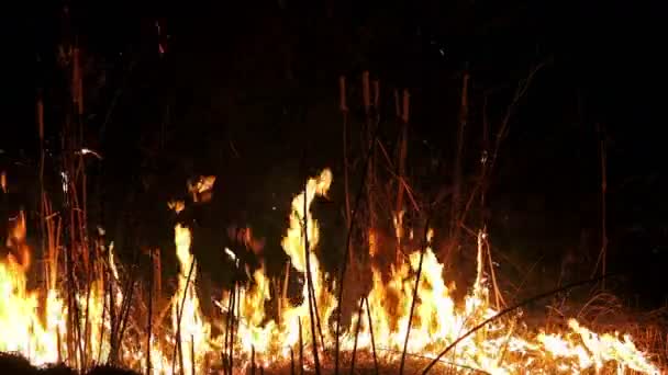 Fuego Ardiendo Paja Oscuridad — Vídeos de Stock