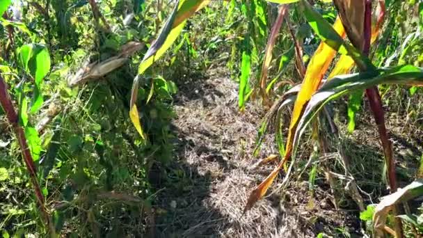 Campo de maíz en la granja — Vídeos de Stock