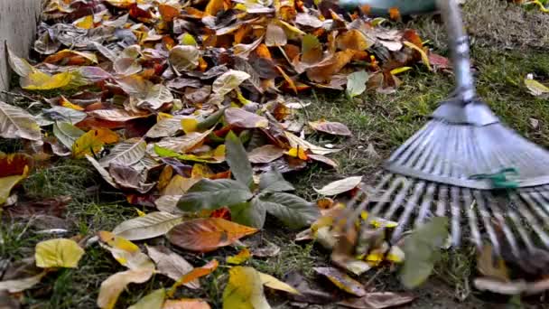 Close Van Werknemer Harken Bladeren Van Boom Tuin Herfst Seizoen — Stockvideo