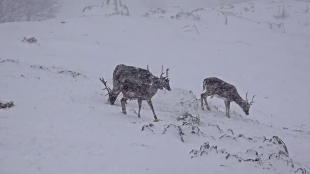 Ciervos en invierno nieve — Vídeo de stock