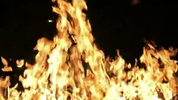 Elden flamma brinnande på svart — Stockvideo
