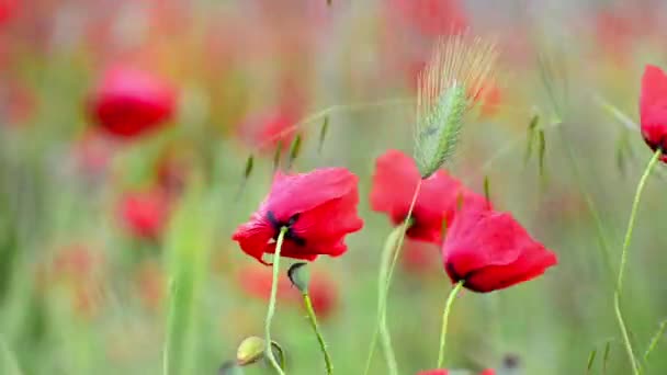 红野罂粟的近观 — 图库视频影像