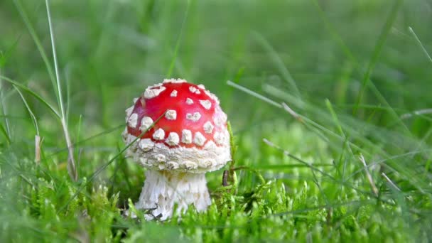 Vermelho Amanita Grama Close — Vídeo de Stock