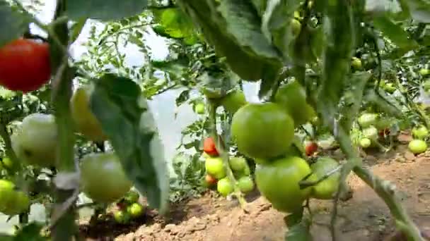 Primer Plano Vídeo Arbustos Rojos Verdes Tomates Granja Verano — Vídeo de stock