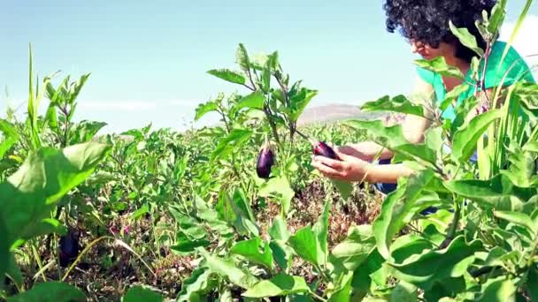 茄子收获 美丽的女性手收集农田茄子蔬菜 索尼变焦拍摄 — 图库视频影像