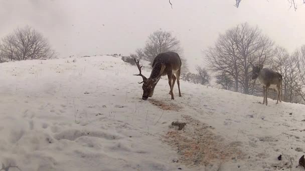 Gruppo di cervi che si nutrono in inverno — Video Stock