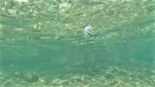 Plume d'oiseau flottant sous l'eau — Video