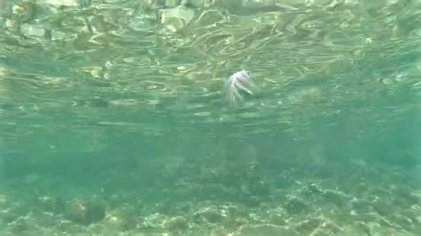 Bird feather floating under water — Stock Video