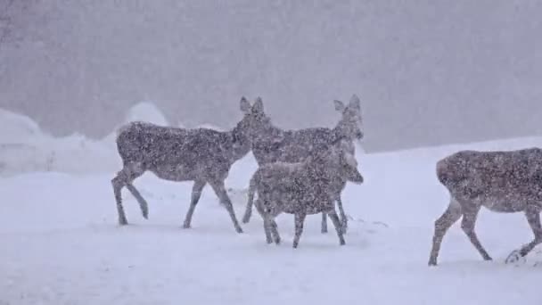 Ciervos caminando en invierno nieve — Vídeo de stock