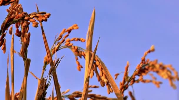 Крупним Планом Урожай Рису Фоні Блакитного Неба — стокове відео