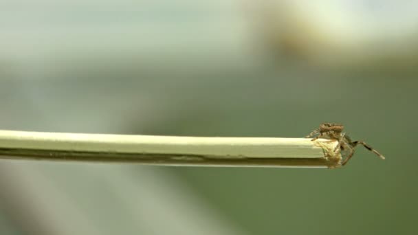 Nahaufnahme Einer Spinne Die Holzstab Entlang Kriecht — Stockvideo