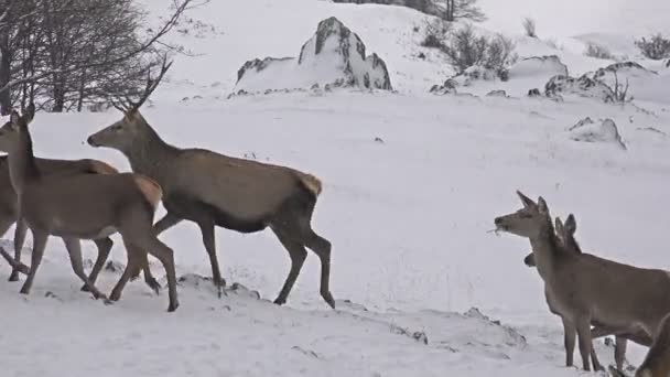 Олені ходять взимку снігом — стокове відео