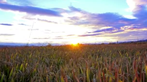 Blick Auf Weizen Der Auf Dem Hintergrund Des Sonnenuntergangs Schwankt — Stockvideo