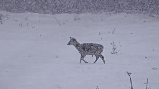 Herten voederen in de winter sneeuw blizzard — Stockvideo