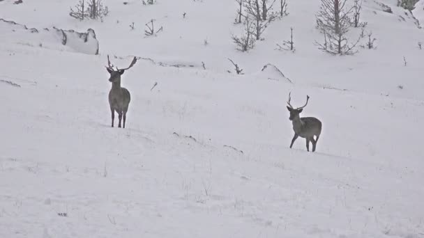 鹿在冬天雪漫步 — 图库视频影像