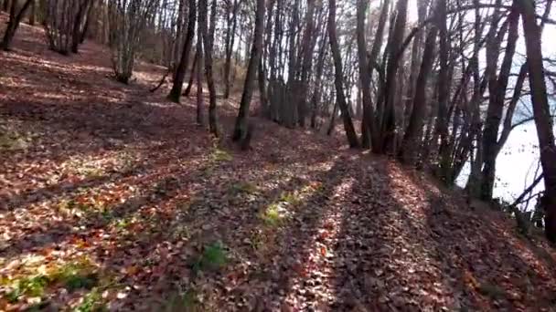 Waldweg See Herbst Unter Blauem Himmel — Stockvideo
