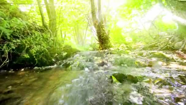 Yosunlu Kayalar Düşük Açılı Üzerinde Çalışan Yağmur Ormanlarında Creek — Stok video