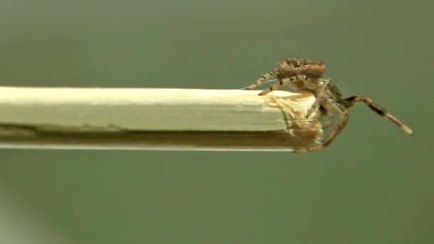 Nahaufnahme Einer Spinne Die Holzstab Entlang Kriecht — Stockvideo