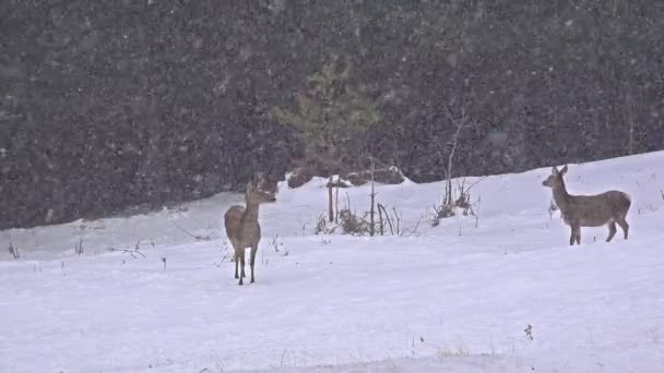 Cervo nella neve invernale — Video Stock