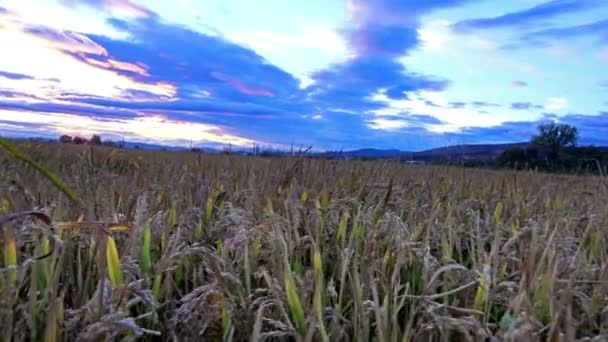 Vista Del Trigo Balanceándose Sobre Fondo Del Atardecer — Vídeos de Stock