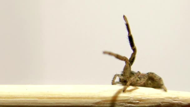 Tahta Sopa Sürünen Örümcek Yakın Çekim — Stok video