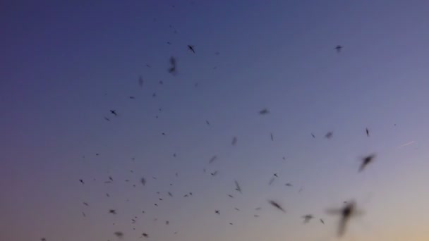 Sílhuetas Mosquitos Fundo Por Sol — Vídeo de Stock