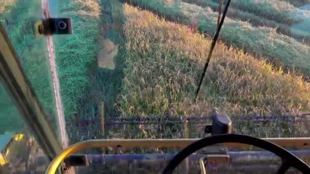 Landwirt Fährt Mähdrescher Zum Sammeln Von Weizen Reis Und Roggen — Stockvideo