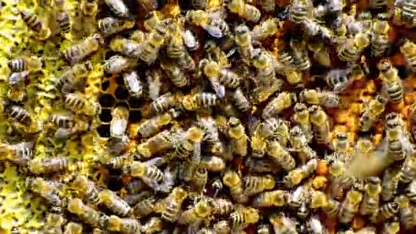 Abejas que producen miel — Vídeo de stock