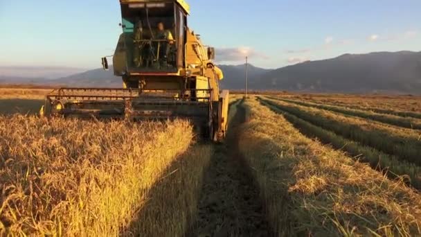 Uhd Kombajn Shromažďuje Úrody Pšenice Sony Natáčení — Stock video