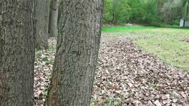 Incredibile Divertimento Adolescente All Aperto Utilizzando Smartphone Nel Parco Autunnale — Video Stock