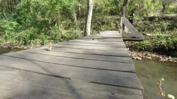 Kvinnan Promenader Skogen Park Med Träbro Över Floden — Stockvideo