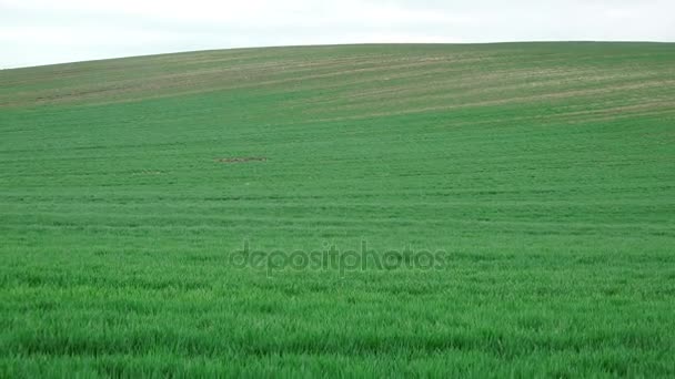 Campo Hierba Verde Pastos Agrícolas — Vídeos de Stock