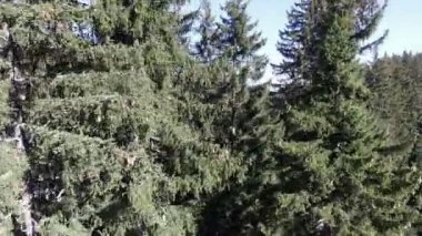 Teleferik yüksek spurce ağaçları arasında at binen POV