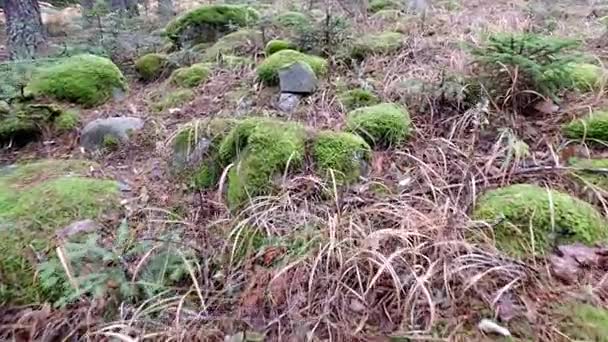 Nízký Úhel Pohybu Pov Podzimním Lese Mechu Kameny Listy Zahrnující — Stock video