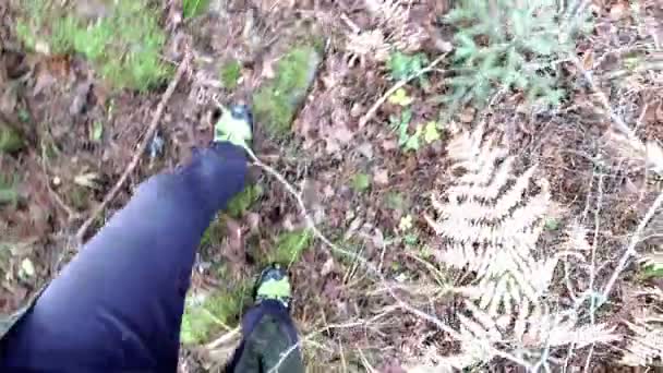 Caminante Pov Caminando Bosque Otoño — Vídeo de stock