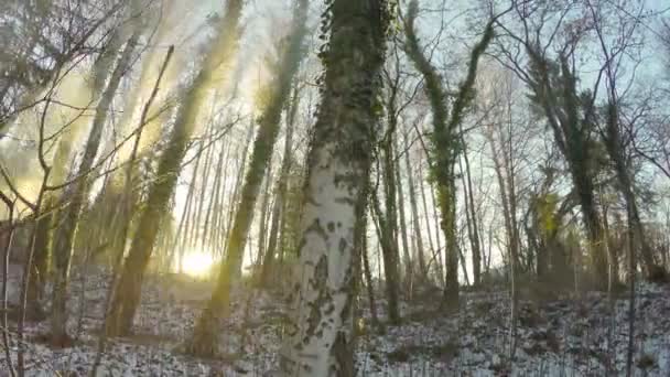 Bosque Paisaje Árboles Vapor Agua Termal Con Puesta Sol Fondo — Vídeos de Stock