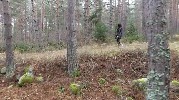 Tier Verfolgt Und Attackiert Wanderin Dichtem Wald — Stockvideo