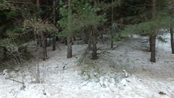 冬天在森林里的美丽的一天 移动摄像机 — 图库视频影像