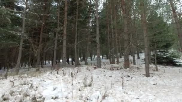 Schöner Tag Wald Zur Winterzeit Bewegliche Kamera — Stockvideo