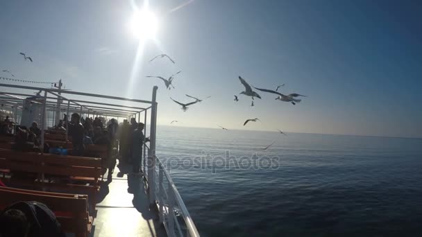 Alimentación Gaviotas Vuelo Desde Transbordador Contra Sol — Vídeos de Stock