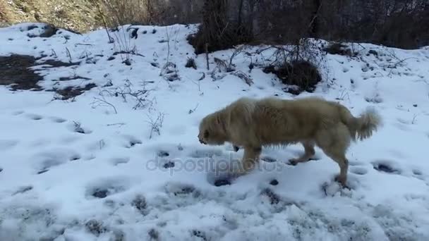 Lovecký Pes Chodit Sněhu Čichání — Stock video