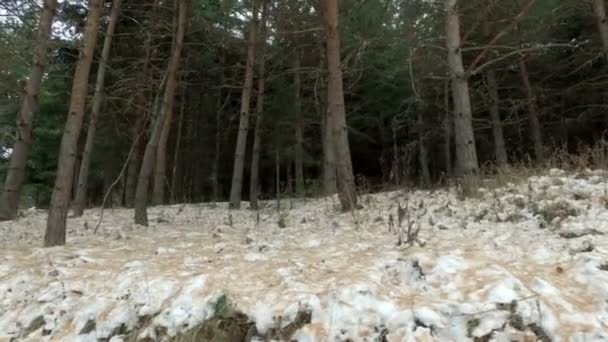 Bella Giornata Nella Foresta Durante Inverno Telecamera Movimento — Video Stock