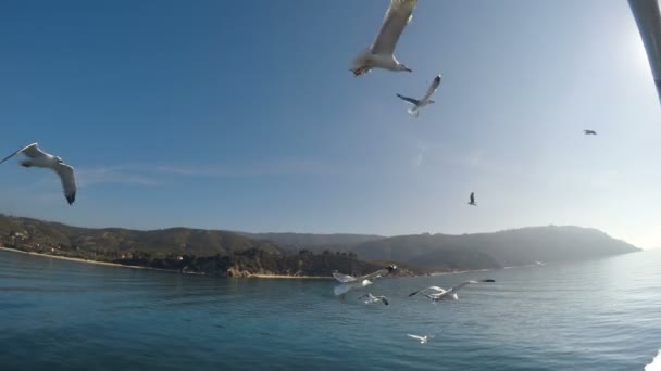 Alimentação Gaivotas Voo Barco Balsa Com Vista Para Santo Monte — Vídeo de Stock